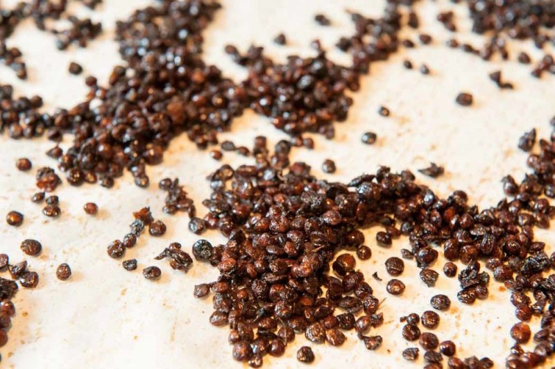 Roasted green lentils for the butter cookies.