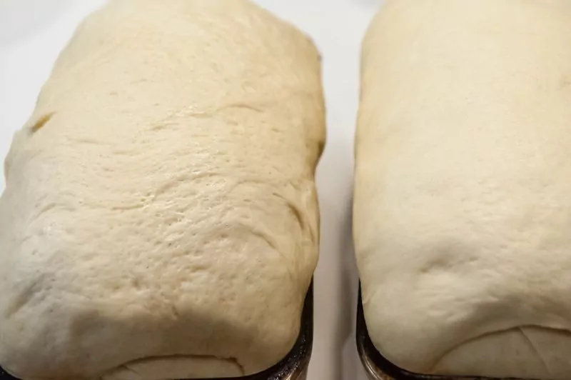 And you’ll notice the loaf on the left (made with bread flour) has a different surface texture, and larger air bubbles. My guess is it will result in a larger crumb after it’s baked.